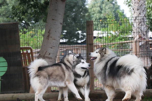 Любов Між Трьома Собаками — стокове фото