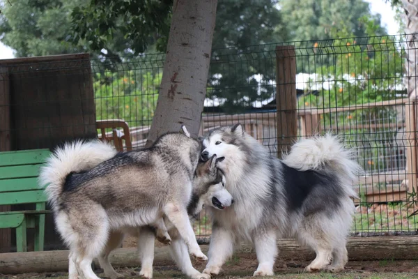 Love between three dogs