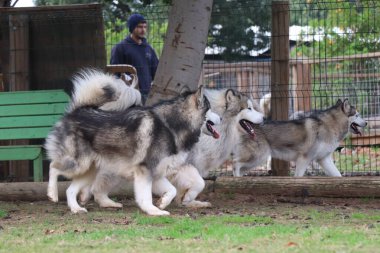 Üç köpek biraz eğleniyor. 