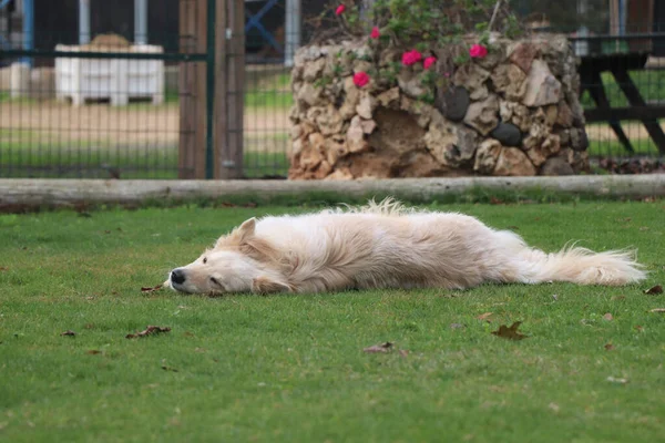 Cão Atirado Por Uma Rapariga — Fotografia de Stock