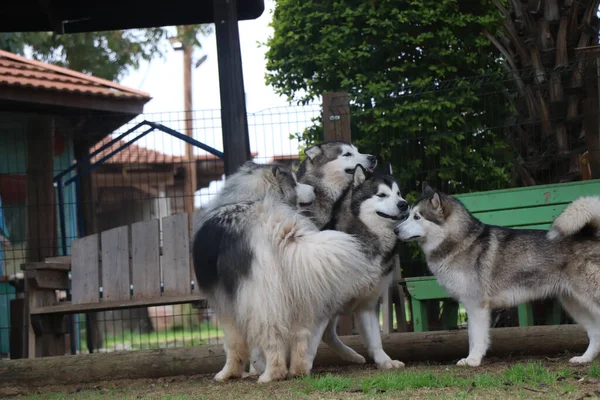 Amor Entre Três Cães — Fotografia de Stock