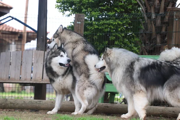 Amor Entre Três Cães — Fotografia de Stock