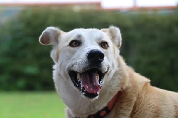 Cão Está Procura Bola — Fotografia de Stock