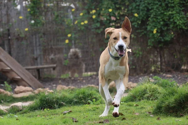 Een Hond Zoekt Zijn Broer — Stockfoto