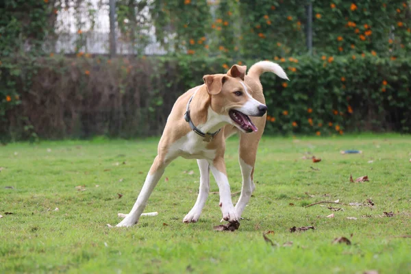 Een Hond Zoekt Zijn Broer — Stockfoto