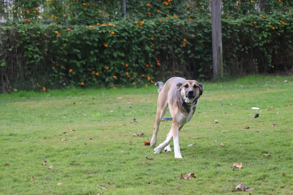 Een Hond Die Zijn Ballenvangst Miste — Stockfoto