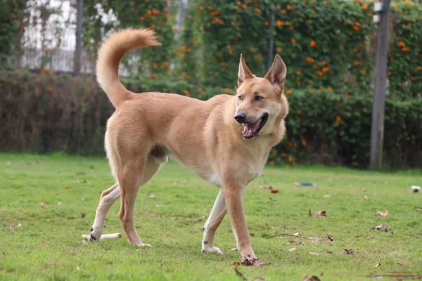 Vacker Hund Ute Efter Uppmärksamhet — Stockfoto