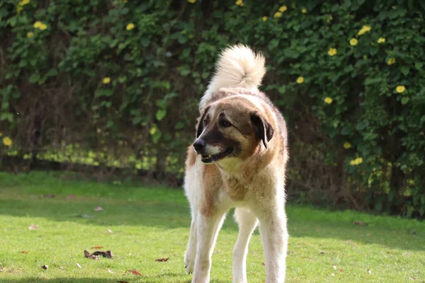 Ein Hund Sucht Seinen Ball — Stockfoto