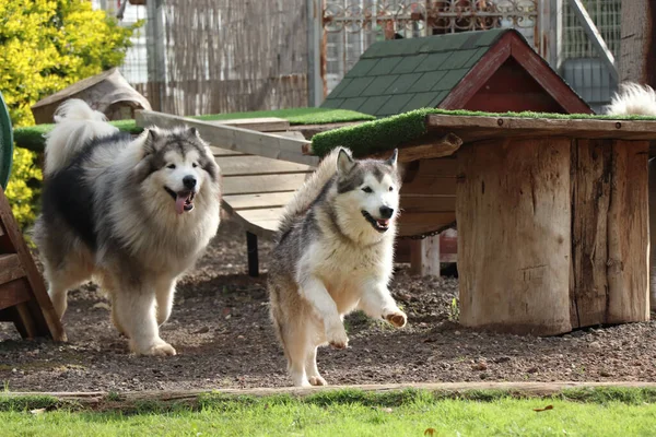 Zwei Hunde Bereiten Sich Auf Den Kampf Vor — Stockfoto