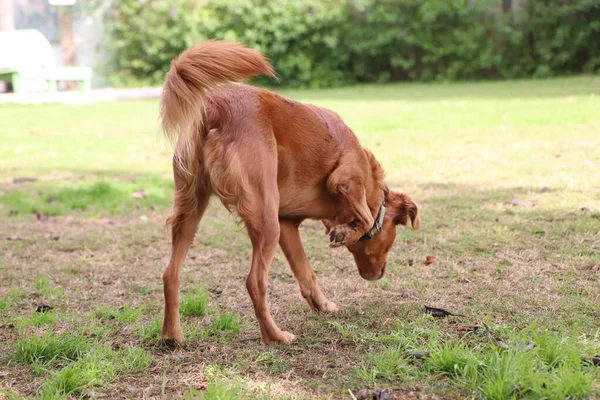 Hund Letar Efter Skatt — Stockfoto