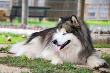 Bir köpek sevilmeyi bekliyor.