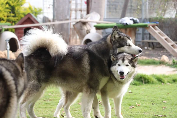 Amor Entre Dois Cães — Fotografia de Stock