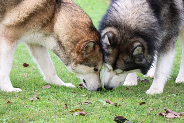 Двоє Собак Шукають Скарб Разом — стокове фото
