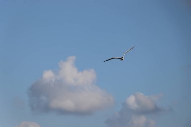 A bird spreads its wings in the sky