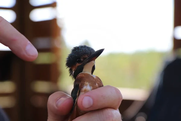 Pájaro Descansa Dedo Mano — Foto de Stock