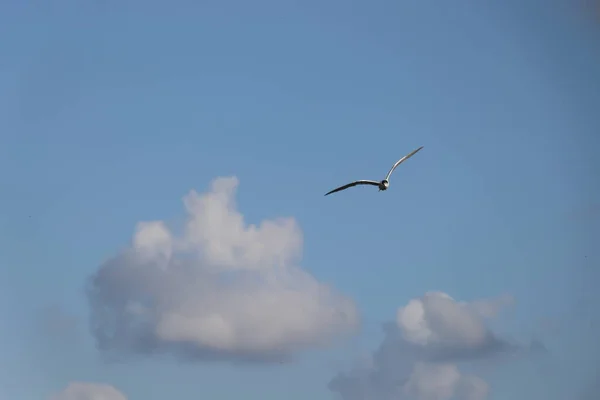 Bird Spreads Its Wings Sky — Fotografia de Stock