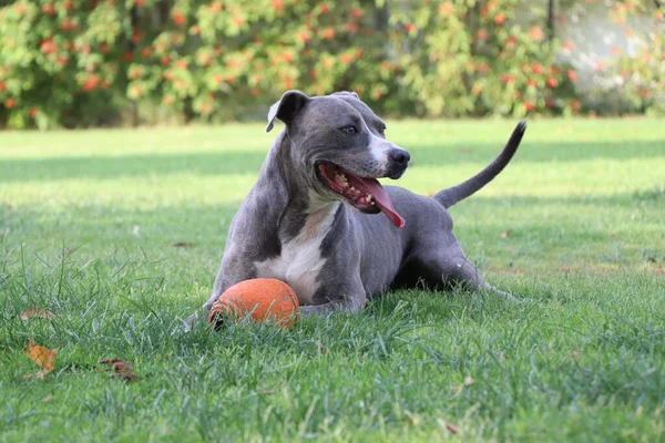 Hund Leker Med Bollen — Stockfoto