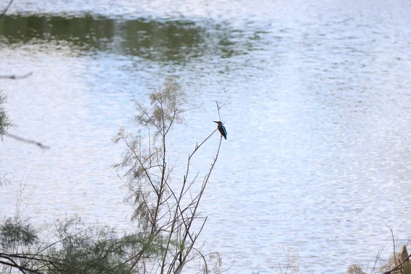 Bird Rests Twig — Stock fotografie