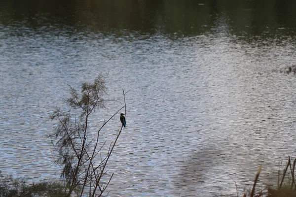 Pájaro Descansa Sobre Una Ramita — Foto de Stock