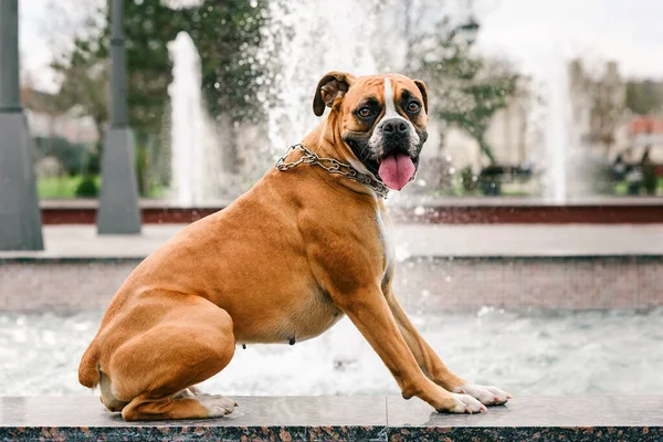 Boxer Kutya Háttérben Szökőkút — Stock Fotó