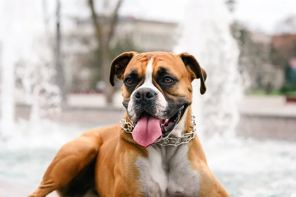 Boxer Dog Portrait Background Fountain — Stock Photo, Image