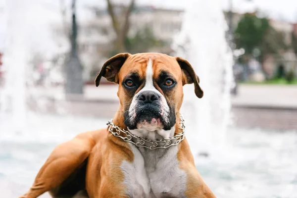 Boxer Dog Portrait Background Fountain — Stock Photo, Image