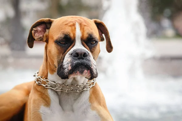 Offended Boxer Dog Portrait Background Fountain — Stock Photo, Image