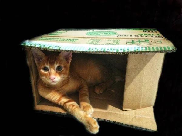 Cute Cat Box Black Background Black Background Cute Cat Background — Stock Photo, Image