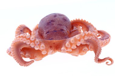 Beyaz arkaplanda ahtapot