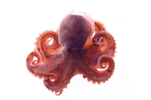 Octopus Een Witte Achtergrond — Stockfoto