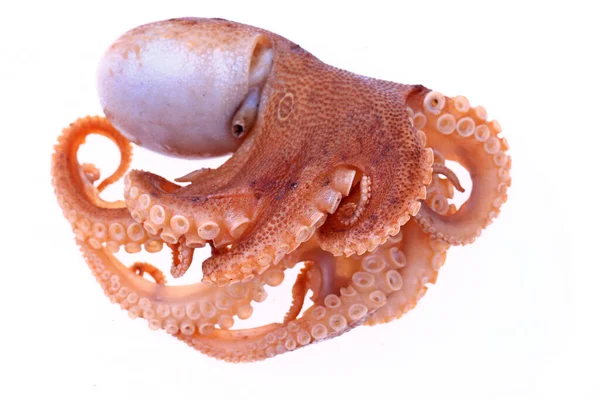 Octopus White Background — Stock Photo, Image