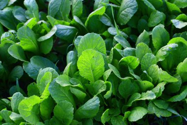 Tarlada Çin lahanası