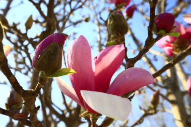 Çiçek açan manolya çiçeği, çok güzel.