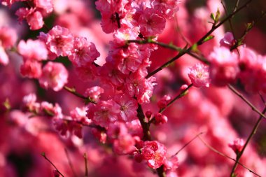 Çiçek açan şeftali çiçeği, çok güzel.