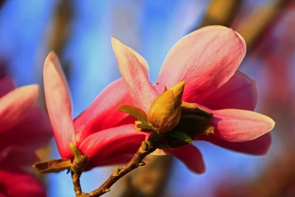 Blooming Magnolia Flower Very Beautiful — Stock Photo, Image