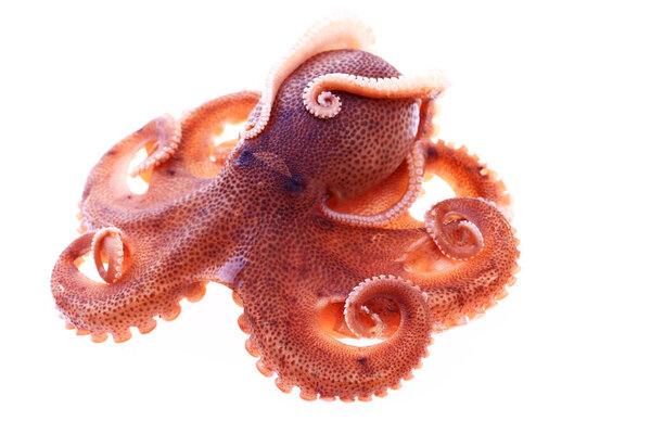 Осьминог на белом фоне