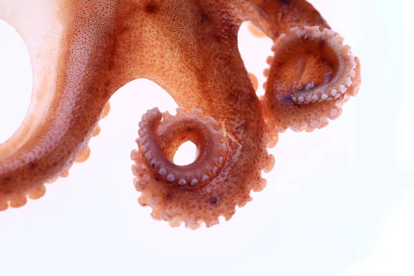 Pulpo Sobre Fondo Blanco —  Fotos de Stock