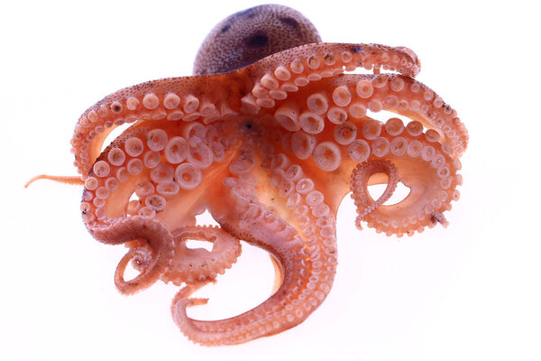 Осьминог на белом фоне