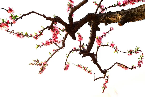 Цветущий Персиковый Цветок Красивый — стоковое фото
