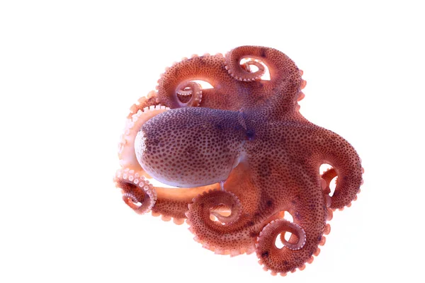 Octopus Een Witte Achtergrond — Stockfoto