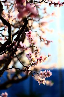 Şeftali çiçeğinin tam çiçeğinde