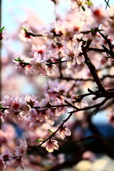 Voller Blüte Der Pfirsichblüte — Stockfoto