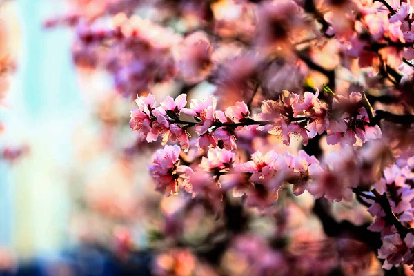 Plena Floração Flor Pêssego — Fotografia de Stock