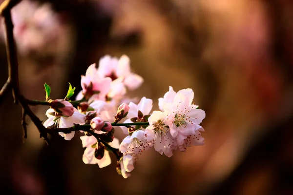 桃花盛开 — 图库照片