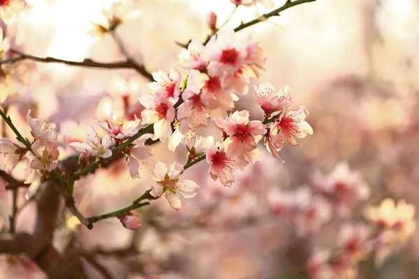 Plena Floração Flor Pêssego — Fotografia de Stock