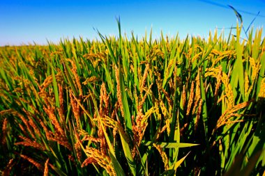 Sonbahar pirinç tarlaları 