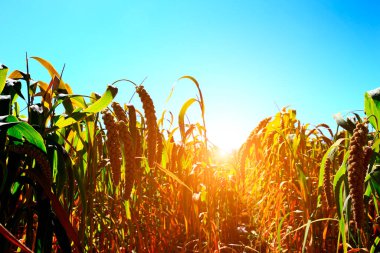 Olgun darı tarlalarda