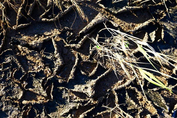 Climate Warming Dry Chapped Land — Stock Photo, Image