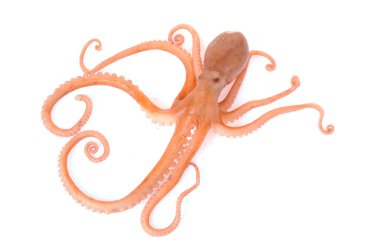 Beyaz arkaplanda ahtapot