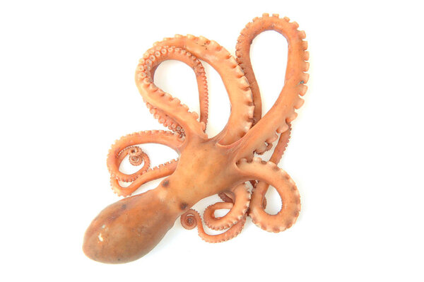 Осьминог на белом фоне
